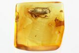 Detailed Fossil Froghopper (Cercopoidea) In Baltic Amber #352746-1
